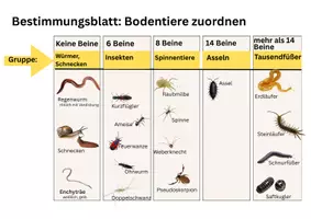 Vorschau - Arbeitsblätter - Beobachtungsbogen&Bestimmungsschlüssel von Bodentieren anhand der Beinzahl - Seite 1