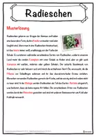 Vorschau - Unterrichtsreihen - Radieschen Lückentext mit Wortspeicher Hörverstehen und Suchsel - Seite 2
