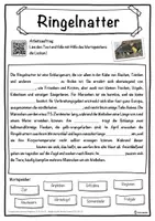 Vorschau - Unterrichtsreihen - Ringelnatter Lückentext mit Wortspeicher Hörverstehen und Suchsel - Seite 1