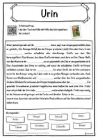 Vorschau - Unterrichtsreihen - Urin Lückentext mit Wortspeicher Hörverstehen und Suchsel - Seite 1