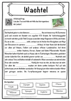 Vorschau - Unterrichtsreihen - Wachtel Lückentext mit Wortspeicher Hörverstehen und Suchsel - Seite 1