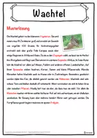 Vorschau - Unterrichtsreihen - Wachtel Lückentext mit Wortspeicher Hörverstehen und Suchsel - Seite 2