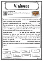Vorschau - Unterrichtsreihen - Walnuss Lückentext mit Wortspeicher Hörverstehen und Suchsel - Seite 1