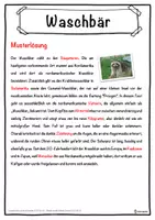 Vorschau - Unterrichtsreihen - Waschbär Lückentext mit Wortspeicher Hörverstehen und Suchsel - Seite 2