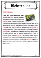 Vorschau - Unterrichtsreihen - Weintraube Lückentext mit Wortspeicher Hörverstehen und Suchsel - Seite 2