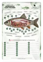 Vorschau - Unterrichtsreihen - Innere & äußere Merkmale von Fischen – Anatomie verstehen - Deckblatt