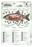 Vorschau - Unterrichtsreihen - Innere & äußere Merkmale von Fischen – Anatomie verstehen - Seite 1