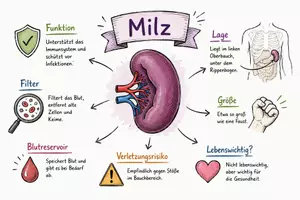 Vorschau - Arbeitsblätter - Arbeitsblatt "Milz" + Onlineübung & MP3 + Infografik - Seite 2