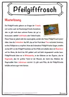 Vorschau - Unterrichtsreihen - Pfeilgiftfrosch Lückentext mit Wortspeicher Hörverstehen und Suchsel - Seite 2