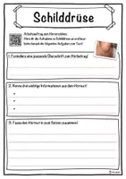 Vorschau - Unterrichtsreihen - Schilddrüse Lückentext mit Wortspeicher Hörverstehen und Suchsel - Seite 3
