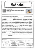 Vorschau - Unterrichtsreihen - Schnabel Lückentext mit Wortspeicher Hörverstehen und Suchsel - Seite 1