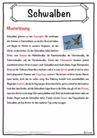 Vorschau - Unterrichtsreihen - Schwalben Lückentext mit Wortspeicher Hörverstehen und Suchsel - Seite 2