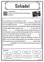 Vorschau - Unterrichtsreihen - Schädel Lückentext mit Wortspeicher Hörverstehen und Suchsel - Seite 1
