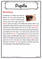 Vorschau - Unterrichtsreihen - Pupille Lückentext mit Wortspeicher Hörverstehen und Suchsel - Seite 2