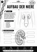 Vorschau - Stundenentwürfe - Nieren&Ausscheidungssysteme | Biologie Oberstufe EF-Q2 - Seite 3
