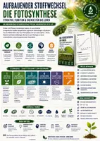 Vorschau - Unterrichtsreihen - Aufbauender Stoffwechsel | Fotosynthese, Blattaufbau, Chloroplasten & Calvin-Zyklus | Unterrichtsmaterial Sek II - Deckblatt