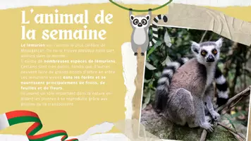 Aperçu - Préparation de séance / Séance complète - Diaporama de présentation de Madagascar, Afrique - Page 3