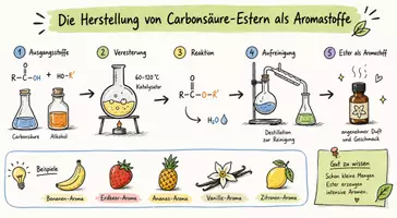 Vorschau - Arbeitsblätter - Arbeitsblatt "Die Herstellung von Carbonsäure-Estern als Aromastoffe" + interaktive Lösung & MP3 + Infografik - Seite 2