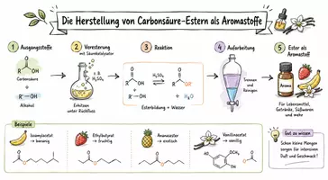 Vorschau - Arbeitsblätter - Arbeitsblatt "Die Herstellung von Carbonsäure-Estern als Aromastoffe" + interaktive Lösung & MP3 + Infografik - Seite 1