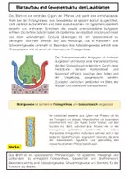 Vorschau - Arbeitsblätter - Das Blatt der Pflanze (Gewebebau) - Seite 1