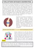 Vorschau - Arbeitsblätter - Der Knorpel im menschlichen Körper Biologie - Seite 1