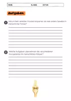 Vorschau - Arbeitsblätter - Der Knorpel im menschlichen Körper Biologie - Seite 3
