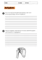 Vorschau - Arbeitsblätter - Das Kugelgelenk Schulter & Hüfte - Seite 3