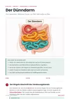 Vorschau - Stundenentwürfe - Der Dünndarm – Lernheft Biologie Klasse 7-9 PLUS Stundenentwurf - Seite 1
