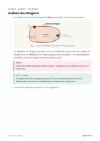 Vorschau - Stundenentwürfe - Der Magen – Biologie Lernheft Klasse 7-9 PLUS Stundenentwurf - Seite 2