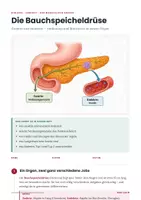 Vorschau - Stundenentwürfe - Bauchspeicheldrüse Biologie Klasse 7-9 Lernheft PLUS Stundenentwurf - Seite 1