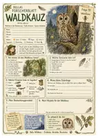 Vorschau - Arbeitsblätter - Waldkauz – kostenloses Materialpaket für Sachunterricht & Naturbildung Bella Wildherz - Seite 1