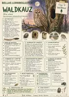 Vorschau - Arbeitsblätter - Waldkauz – kostenloses Materialpaket für Sachunterricht & Naturbildung Bella Wildherz - Seite 2