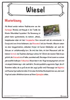 Vorschau - Unterrichtsreihen - Wiesel Lückentext mit Wortspeicher Hörverstehen und Suchsel - Seite 2