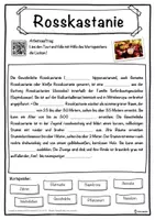 Vorschau - Unterrichtsreihen - Rosskastanie Lückentext mit Wortspeicher Hörverstehen und Suchsel - Seite 1