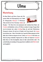 Vorschau - Unterrichtsreihen - Ulme Lückentext mit Wortspeicher Hörverstehen und Suchsel - Seite 2