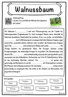 Vorschau - Unterrichtsreihen - Walnussbaum Lückentext mit Wortspeicher Hörverstehen und Suchsel - Seite 1