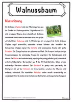 Vorschau - Unterrichtsreihen - Walnussbaum Lückentext mit Wortspeicher Hörverstehen und Suchsel - Seite 2