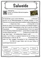 Vorschau - Unterrichtsreihen - Salweide Lückentext mit Wortspeicher Hörverstehen und Suchsel - Seite 1