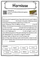 Vorschau - Unterrichtsreihen - Hornisse Lückentext mit Wortspeicher Hörverstehen und Suchsel - Seite 1