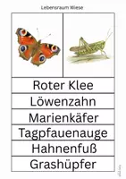 Vorschau - Arbeitsblätter - Lebensraum Wiese - Seite 3