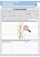 Vorschau - Arbeitsblätter - Die Wirbelsäule | Arbeitsblätter mit Lösungen und Präsentation für die Klassen 6, 7 und 8 - Seite 1