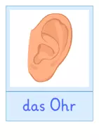 Vorschau - Bildkarten - Bildkarten: Körper (DaZ-Unterricht) - Seite 3