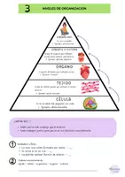 Vista previa - Unidades / Secuencias / Situaciones de Aprendizaje - La organización de los seres vivos y los cinco reinos | Ciencias Naturales | 6.º Primaria | Explicación + Actividades + Soluciones - página 2