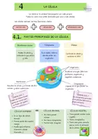 Vista previa - Unidades / Secuencias / Situaciones de Aprendizaje - La organización de los seres vivos y los cinco reinos | Ciencias Naturales | 6.º Primaria | Explicación + Actividades + Soluciones - página 3