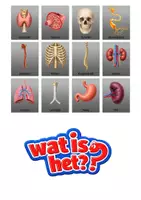 Voorbeeld - Kaartjes voor 'wie is het' spel. thema menselijk lichaam. - Pagina 2