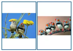 Aperçu - Cartes / Images - Cartes (PS/MS/GS) : peu / beaucoup - Page 3