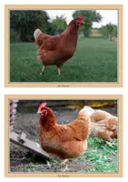 Vorschau - Unterrichtsreihen - Materialpaket Tiere Jungtiere, Schmetterling, Biene, Frosch, Schnecke Sachunterricht Klasse 1 & 2 - Seite 3