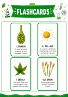 anteprima - Esercizi - Dal fiore al frutto pacchetto completo - Pagina 2