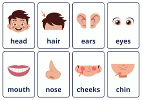 Προεπισκόπηση - Flashcards - Τα μέρη του σώματος στα Αγγλικά flashcards - Εξώφυλλο