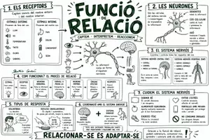 Vista previa - Hojas de trabajo - La función de relación | Mapa visual bilingüe (castellano + valenciano) | Ciencias Naturales 6º Primaria. - página 1